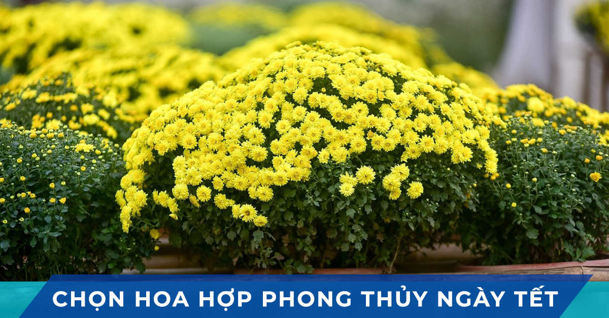 chon hoa hop phong thuy ngay tet 2020
