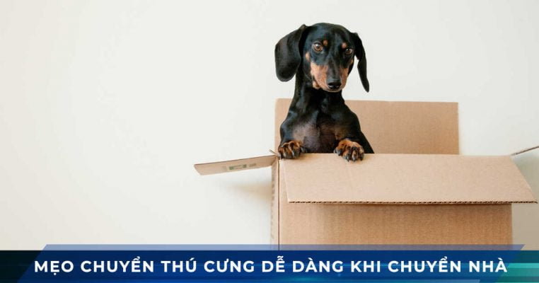 van chuyen thu cung khi chuyen nha