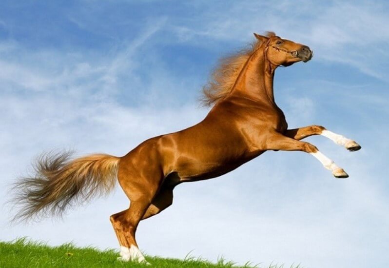 Tử vi tuổi Ngọ 2022