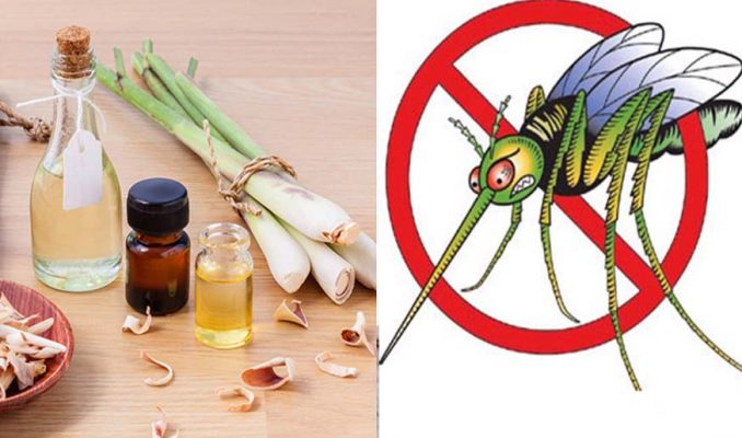 Cách diệt côn trùng khi về nhà mới
