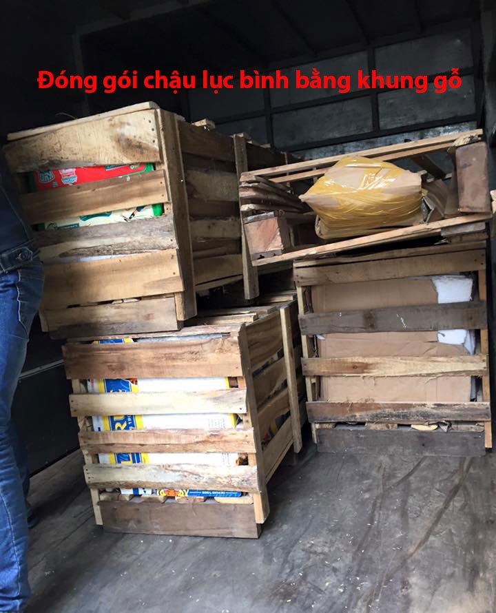 Cách vận chuyển chậu lục bình an toàn Cách vận chuyển chậu lục bình